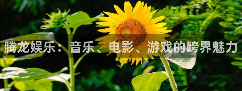 okooo澳客体育平台开号链接：腾龙娱乐：音乐、电影、游戏的跨界魅力